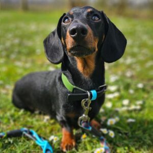 Hunde-Halsband darf nicht mehr als Apfelleder beworben werden.