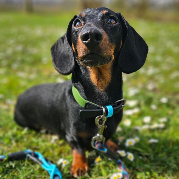 Hunde-Halsband darf nicht mehr als Apfelleder beworben werden.