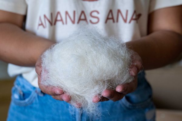 Ananasfasern konnten sich nicht als Lederersatz durchsetzen.